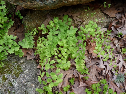 {Adiantum capillus-veneris}